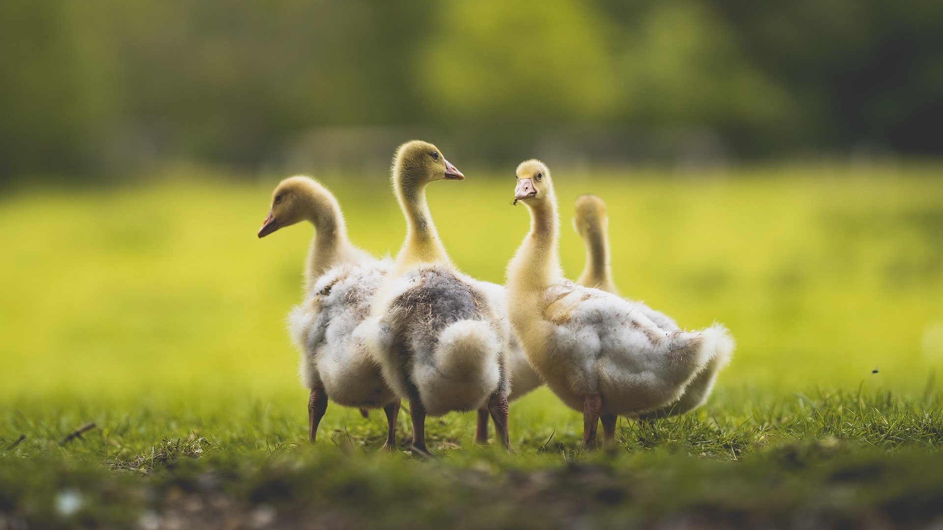 开云体育在线入口-“新都兴城垒球赛：精彩对抗，精彩无限”