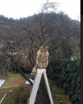 开云体育下载-全黑队依靠精准的传球和不断突破，取得优势，全黑队服