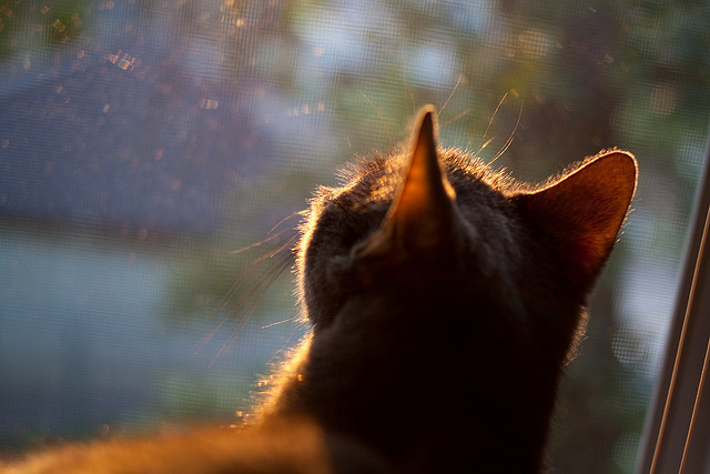 开云体育链接-意甲明星盛典：个性秀场，精彩纷呈！，意甲明星赛