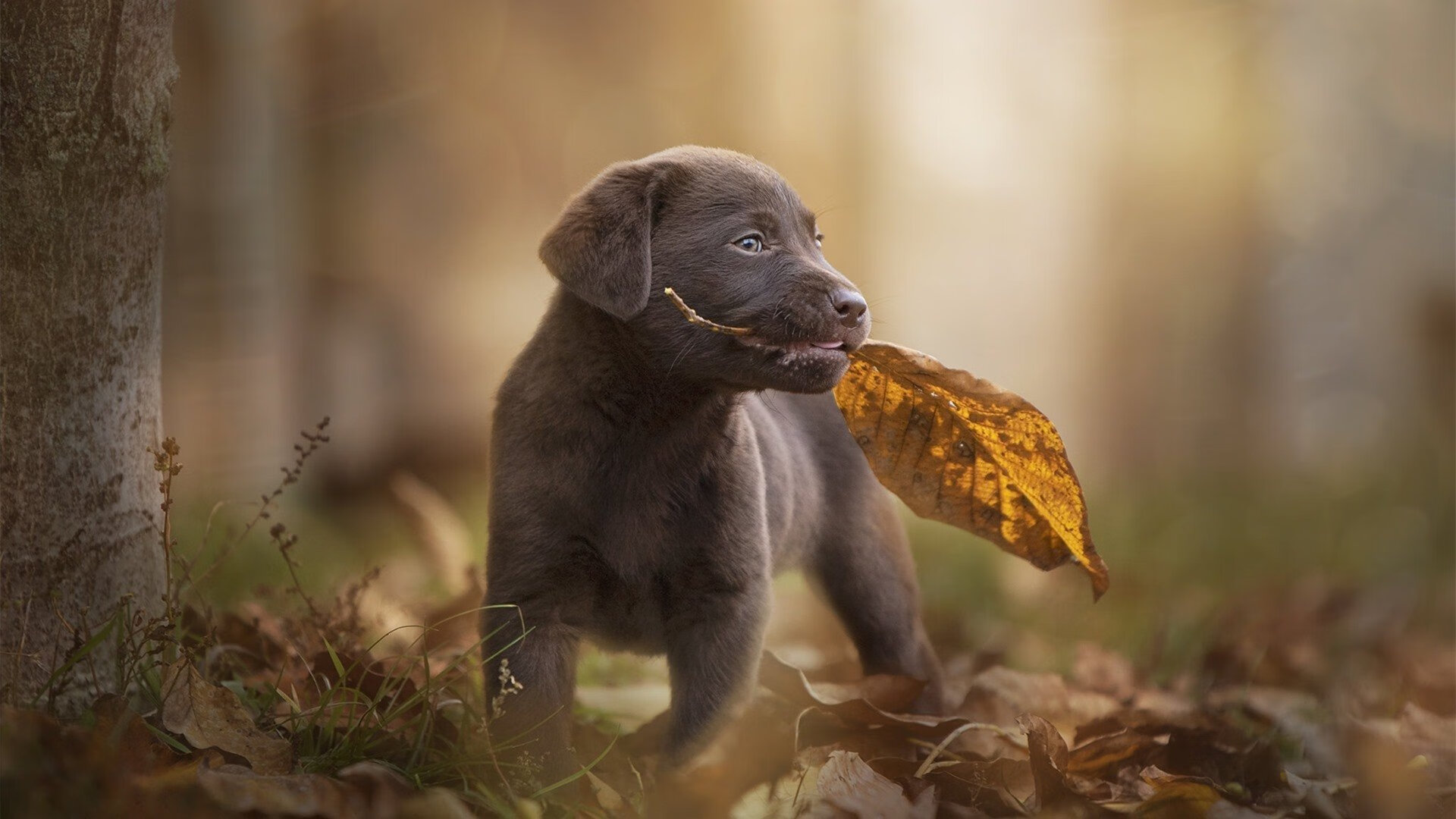 开云体育在线-欧洲杯决战奇迹：战术布局和个人发挥完美融合，欧洲杯决赛玩法