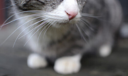 开云体育网站-欧洲杯变阵奇兵：战术创新带来精彩瞬间！，欧洲杯阵出炉