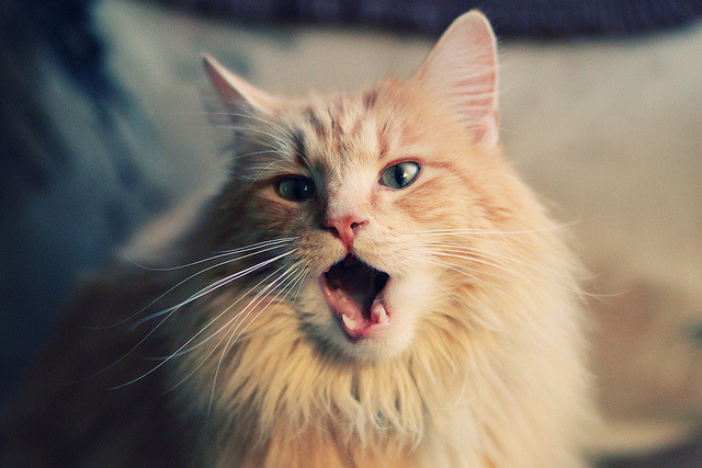 中超是否推动建立中立第三方伤病康复联盟,中超成立职业联盟