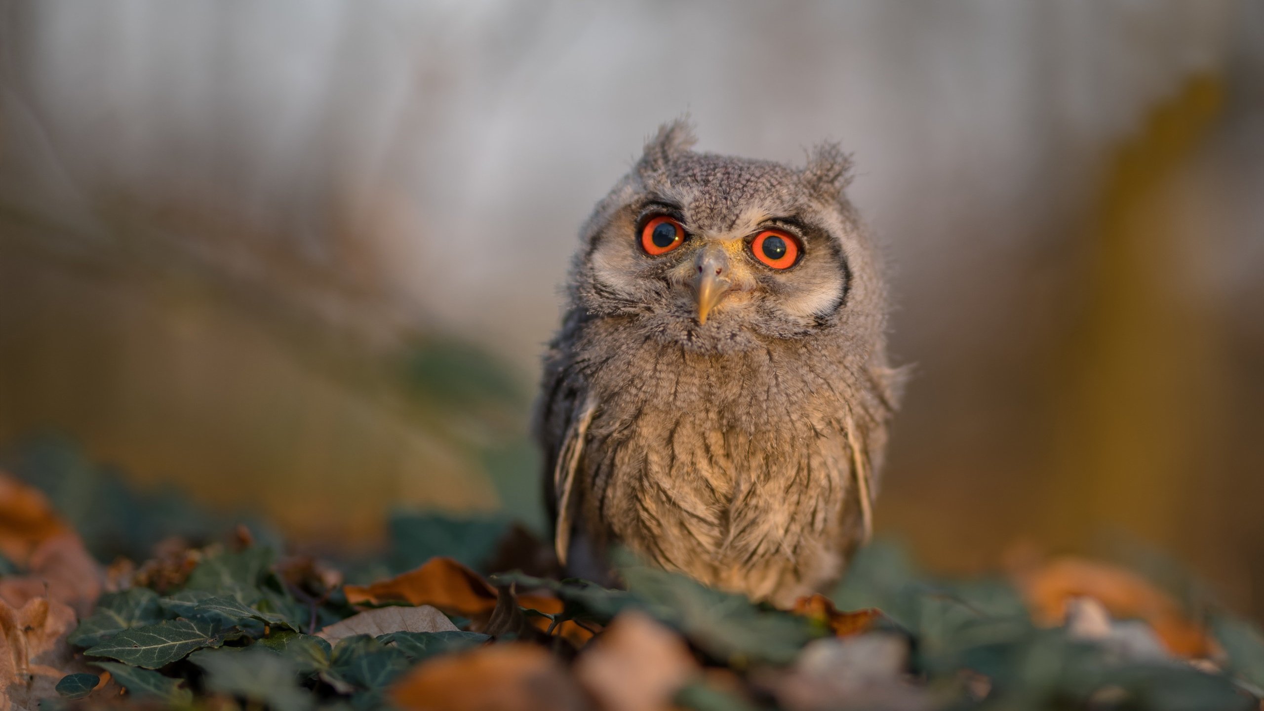 开云体育登录入口-体育新闻中心记录体育场馆社会化运营宣传案例，体育场馆营销方案案例