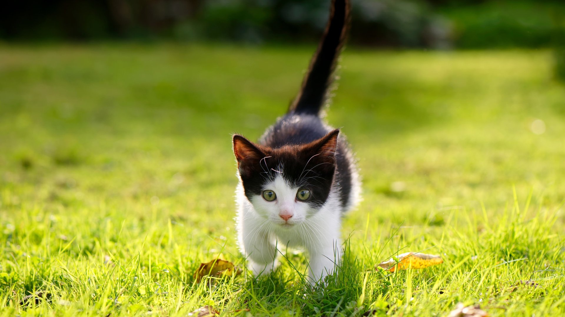 开云体育app入口-俱乐部与国际青训机构签署合作协议 共建交流平台，青训俱乐部怎么与学校合作