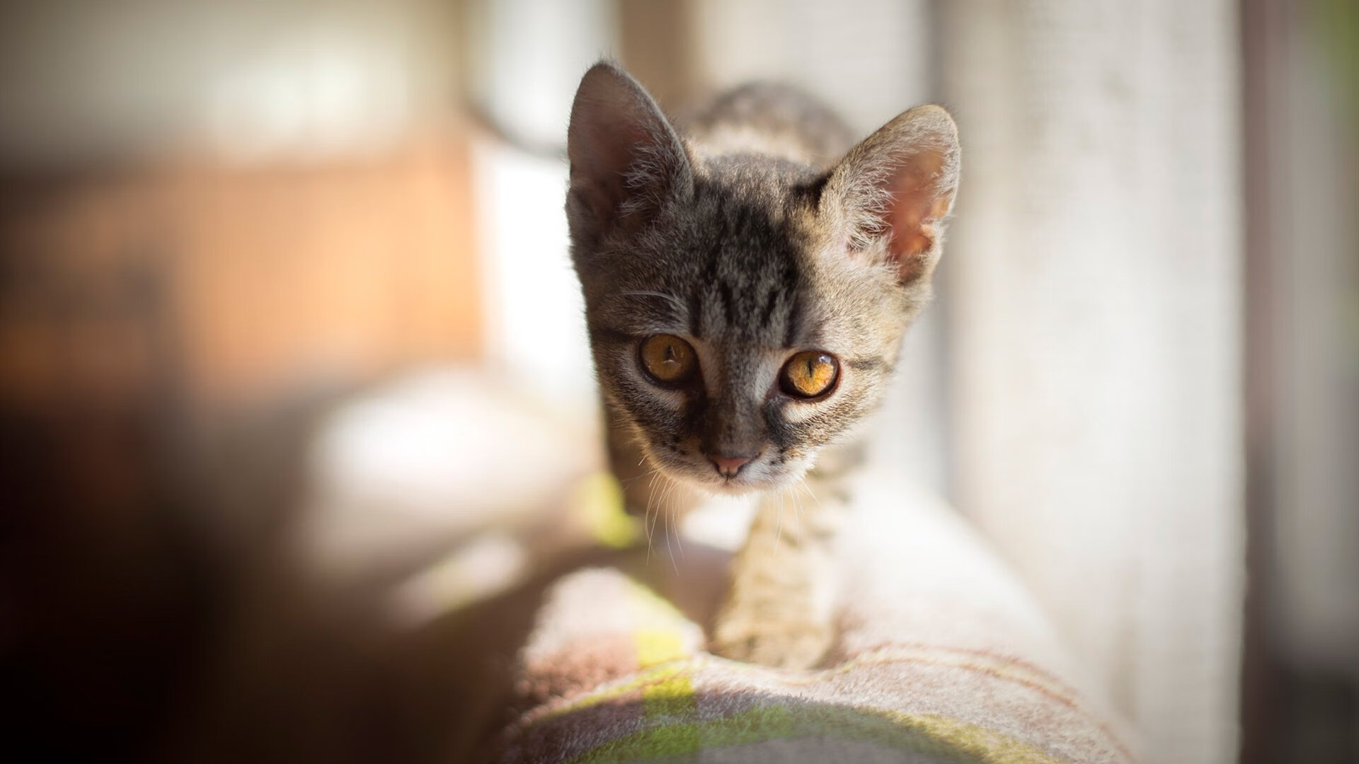 关注体育创业项目的创新新闻窗口，体育产业创新创业作品